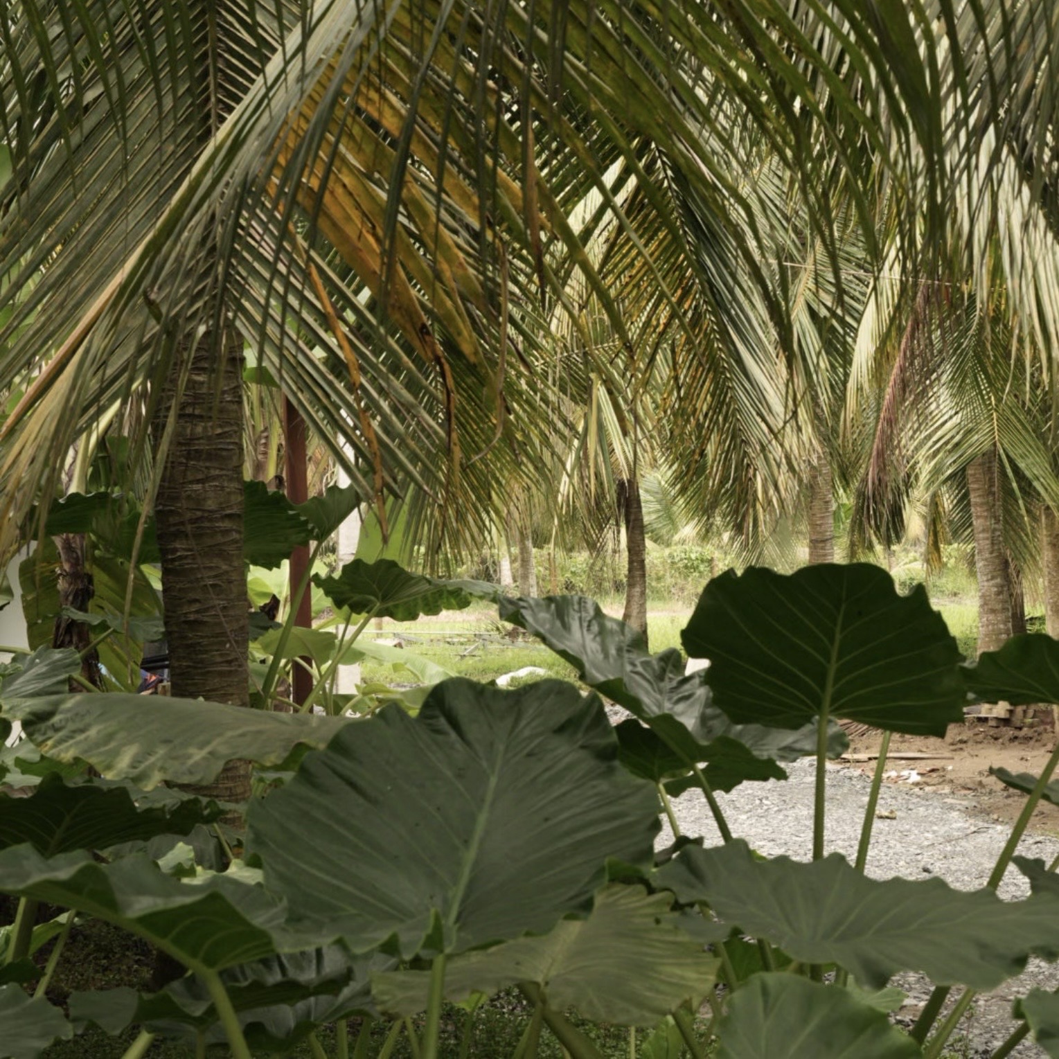 ヤシと大きな葉が重なる風景 / Palm trees and broad tropical leaves